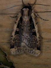 Eueretagrotis sigmoides