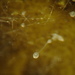 Dictyostelium - Photo (c) William J. Davis, some rights reserved (CC BY-NC-ND), uploaded by William J. Davis