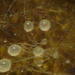 Dictyostelium - Photo (c) William J. Davis, algunos derechos reservados (CC BY-NC-ND), subido por William J. Davis