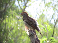 Colaptes auratus mexicanoides