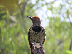 Colaptes auratus mexicanoides