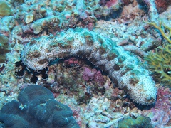 Pearsonothuria graeffei