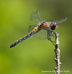 Leucorrhinia frigida