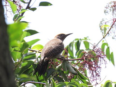 Colaptes auratus mexicanoides