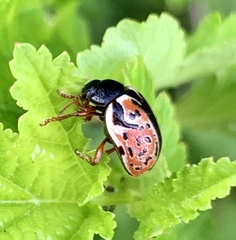 Calligrapha spiraeae