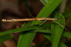 Paraphasma sooretama