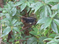 Melanotis hypoleucus