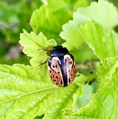 Calligrapha spiraeae