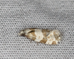 Aethes argentilimitana