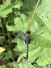 Erythrodiplax kimminsi