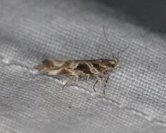 Aristotelia fungivorella