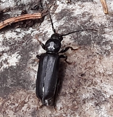 Tetropium castaneum