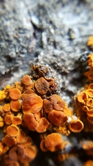 Lichenoconium xanthoriae