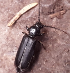 Tetropium castaneum