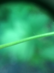 Geum macrophyllum macrophyllum