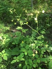 Geum macrophyllum macrophyllum