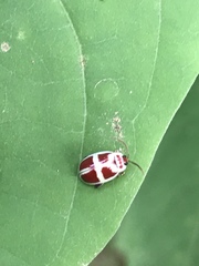 Asphaera discicollis