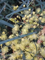 Acacia iteaphylla