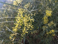 Acacia iteaphylla