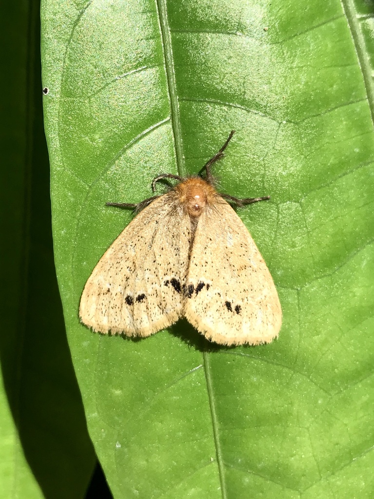 Rhypotoses maculutea