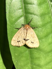 Rhypotoses maculutea