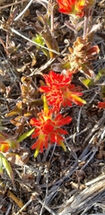 Castilleja litoralis