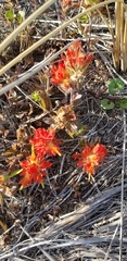 Castilleja litoralis