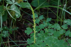 Platanthera unalascensis