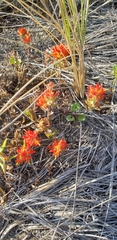 Castilleja litoralis