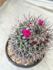 Mammillaria polythele