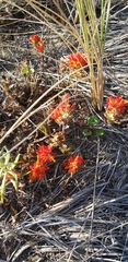 Castilleja litoralis
