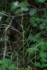 Platanthera unalascensis