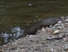 Apalone spinifera aspera