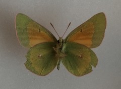 Colias meadii meadii