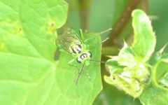 Rhogogaster viridis
