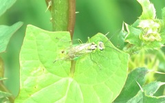 Rhogogaster viridis