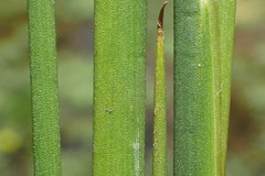 Juncus rugulosus