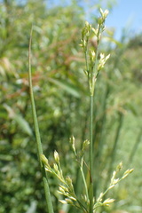 Juncus rugulosus
