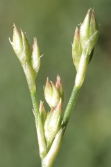 Juncus rugulosus