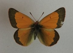 Colias meadii meadii