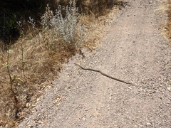 Pituophis catenifer pumilus