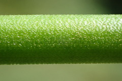 Juncus rugulosus