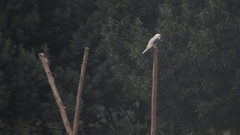 Elanus leucurus