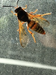 Sphecius