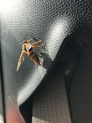 Sphecius