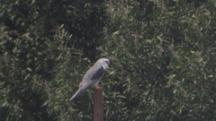 Elanus leucurus