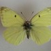 Colias alexandra edwardsii - Photo (c) Jacob Bell, μερικά δικαιώματα διατηρούνται (CC BY-NC), uploaded by Jacob Bell