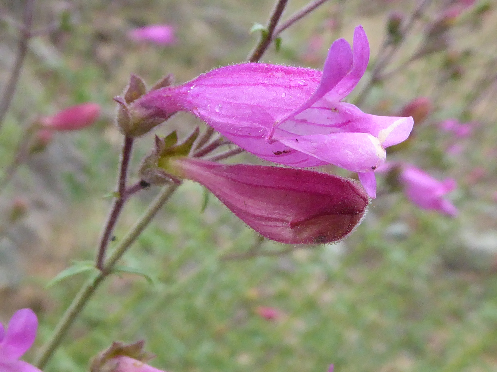 Penstemon richardsonii var. richardsonii