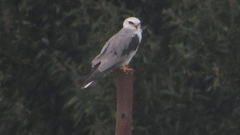 Elanus leucurus
