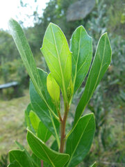 Baccharis macrantha